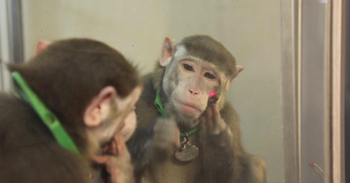 Monkeys are Smarter Than We Thought