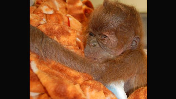 Baby Orangutan At Como Zoo 