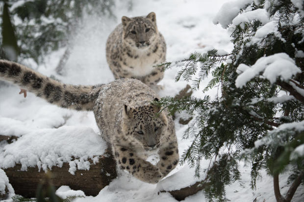 julie-larsen-maher_4459_snow-leopards_him_bz_01-06-15.jpg 