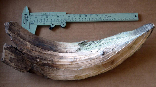giant-beaver-tooth.jpg 