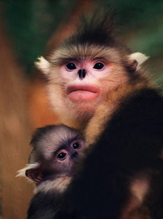 snub-nosed-monkeys-shen-cheng-16.jpg 