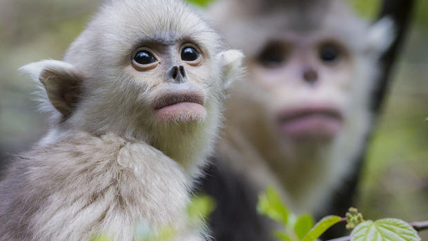 China's rare snub-nosed monkeys 