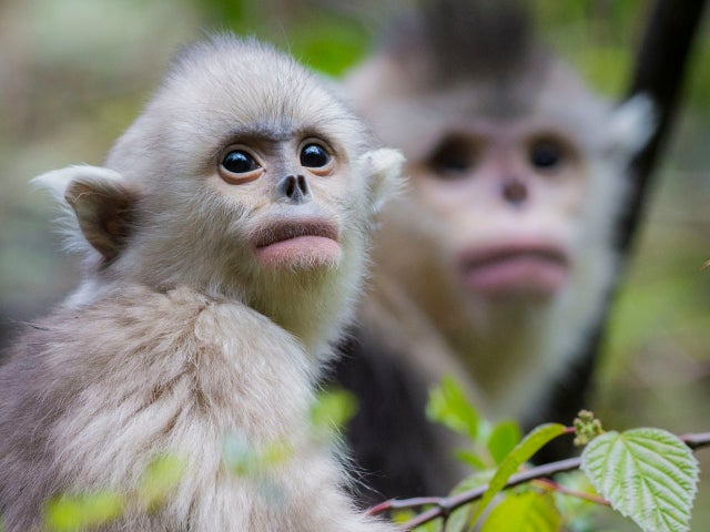 snub-nosed-monkeys-jacky-poon-promo-6880.jpg 