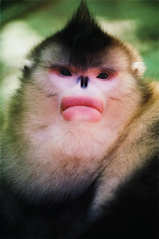 rare snub-nosed monkeys