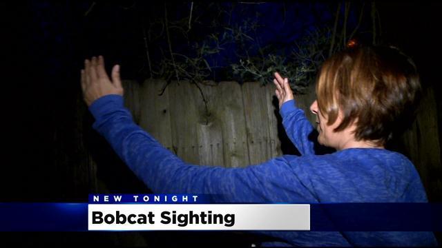 bobcat-sighting.jpg 
