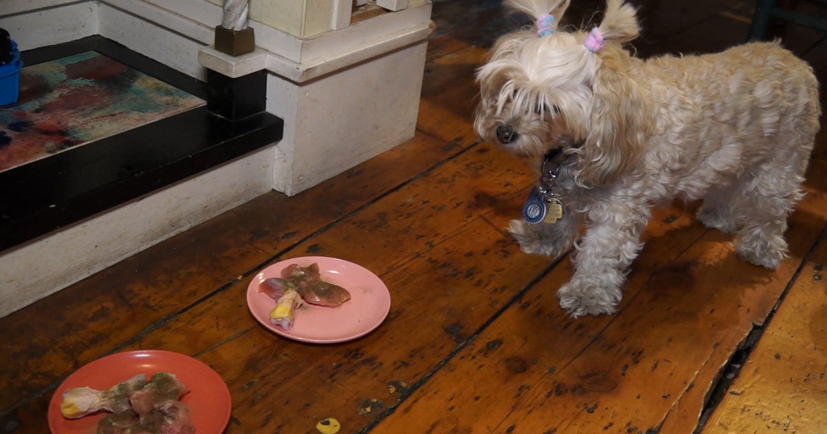 Raw food diet for pets Trendy, but is it safe? CBS News
