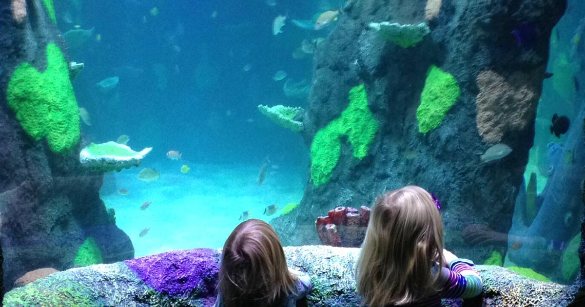 Aquarium Brings The 'SEA LIFE' To Great Lakes Crossing Outlets 