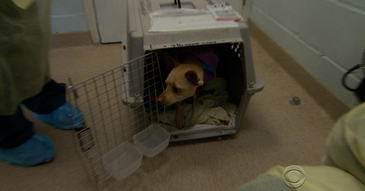 Shelters struggle to meet demand for adoptive pets - CBS News