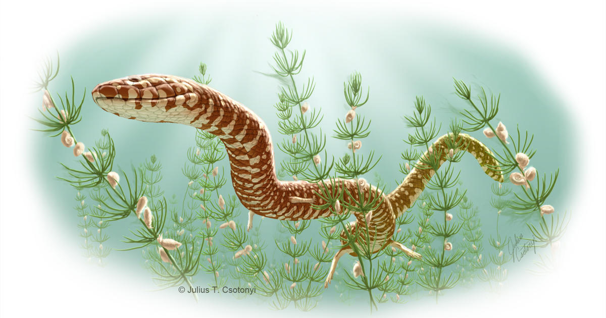Oldest snake fossils show they thrived in the age of dinosaurs - CBS News