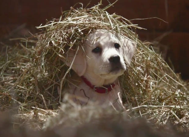 Super Bowl 2015: Watch the ads, then vote in our polls! 