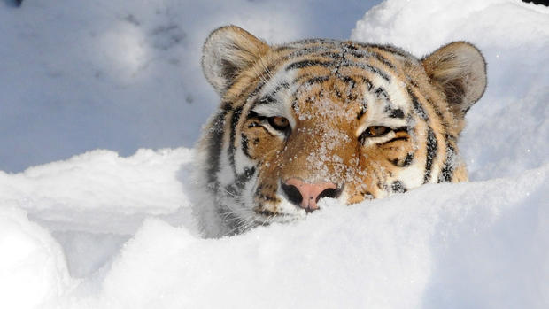 Bison, wolf, and tiger play in snow 