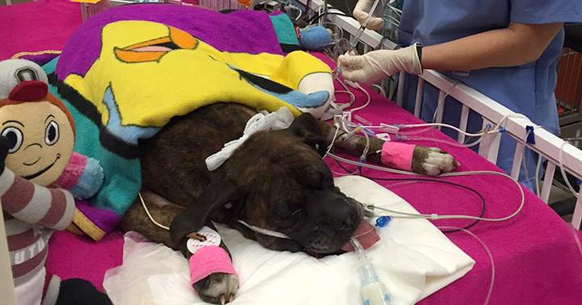 Dog that tried to save owner from fire released from hospital - CBS News