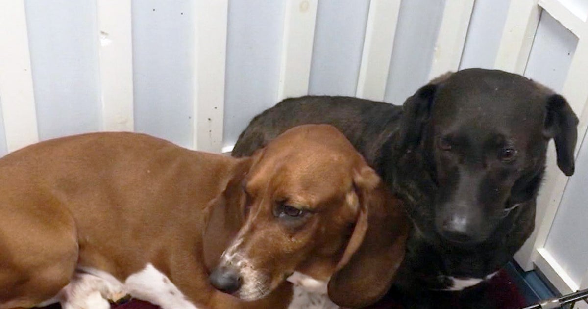 Two rescue dogs fall into puppy love - CBS News