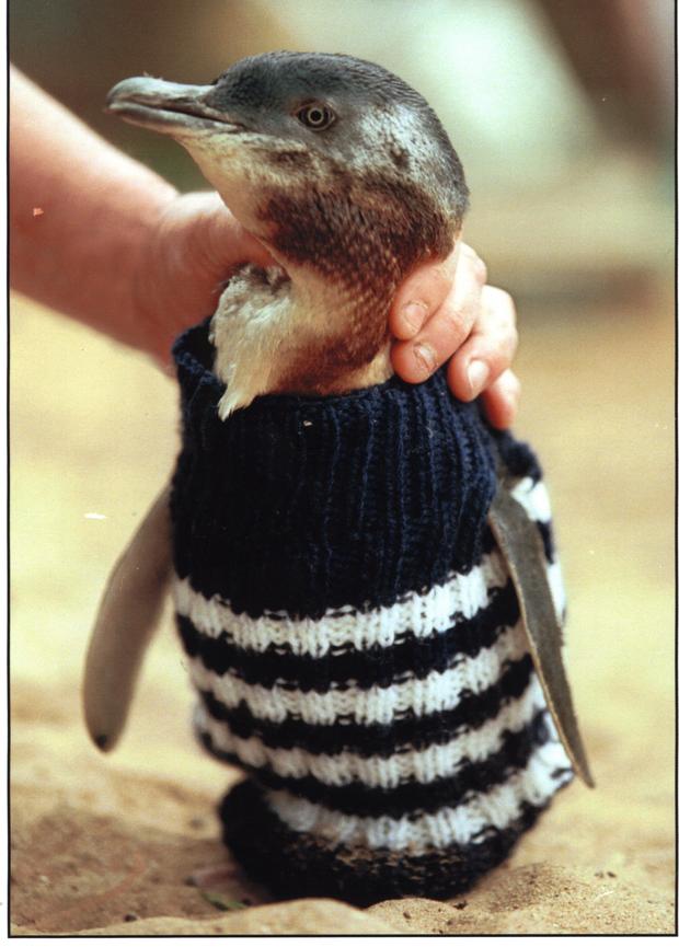 jumper-penguin.jpg 