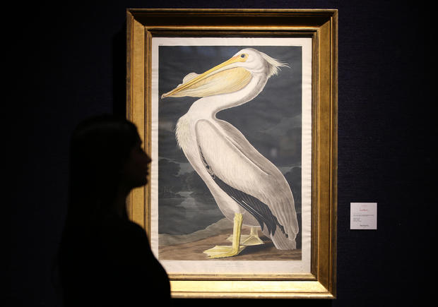 A hand-colored engraving, "After John James Audubon," owned by Lauren Bacall is displayed at Bonhams auctioneers in London, England, Feb. 13, 2015. 