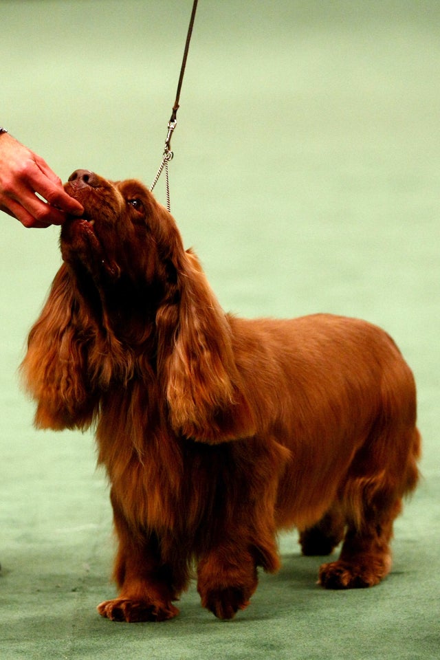 sussex-spaniel.jpg 