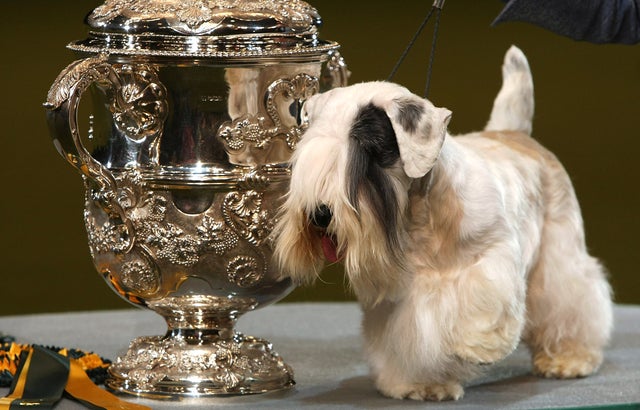 Sealyham Terrier Umbrella Sealyham Terrier Umbrella