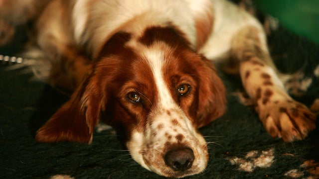 22 vulnerable dog breeds that could disappear 