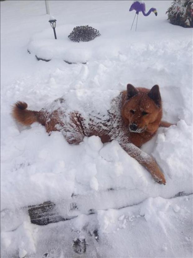 dog snow 