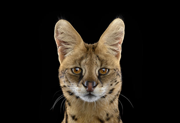 serval1.jpg 