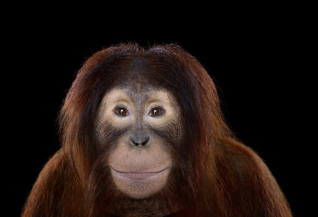 orangutan7.jpg 