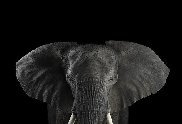 elephant1.jpg 