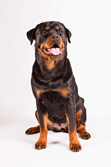 rottweiler1akc.jpg 