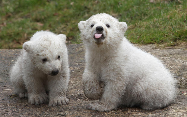 polar-bears18getty.jpg 