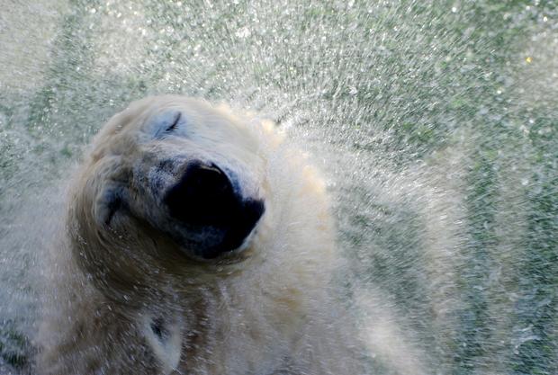 polar-bears24getty.jpg 