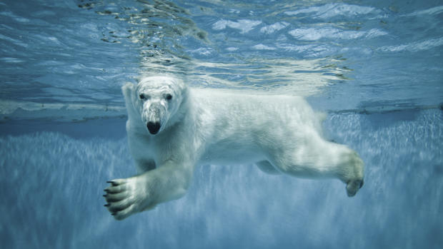 Polar bears get their special day 