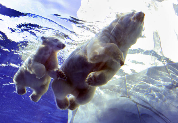 polar-bears01getty.jpg 