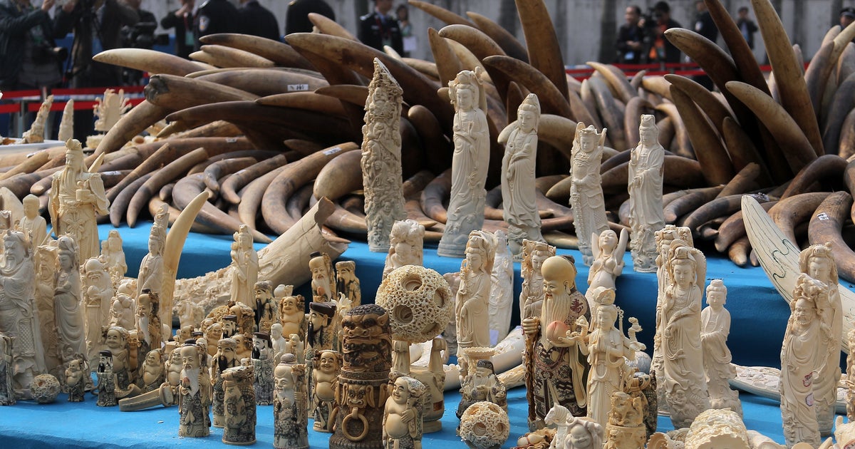 China announces first-ever ban on ivory imports - CBS News