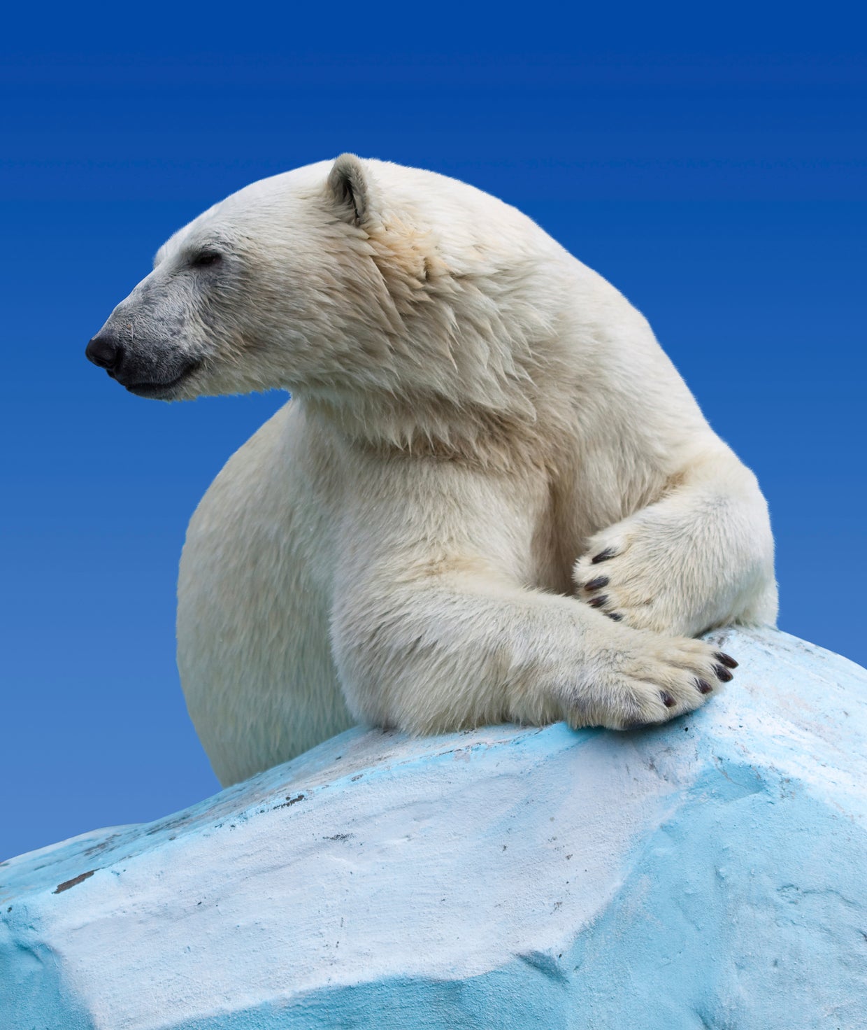 world celebrates international polar bear day for conservation
