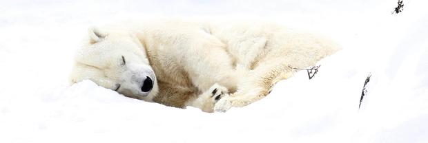 polar-bears06getty.jpg 