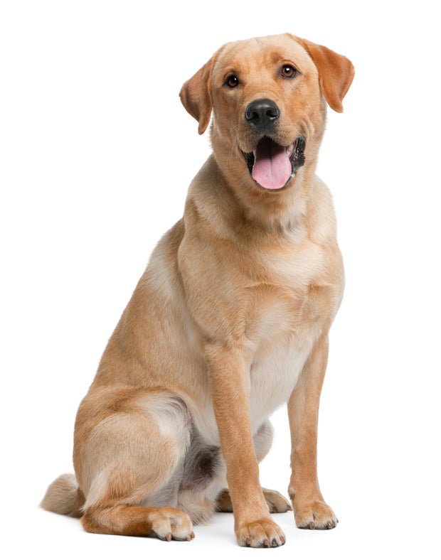 labrador-retriever1istock.jpg