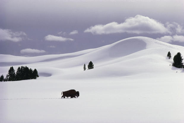 yellowstone-snowscape-buffalo.jpg 