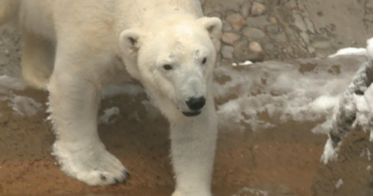 There's a lot more to the departure of Denver Zoo's polar bears than you've  heard - The Colorado Sun