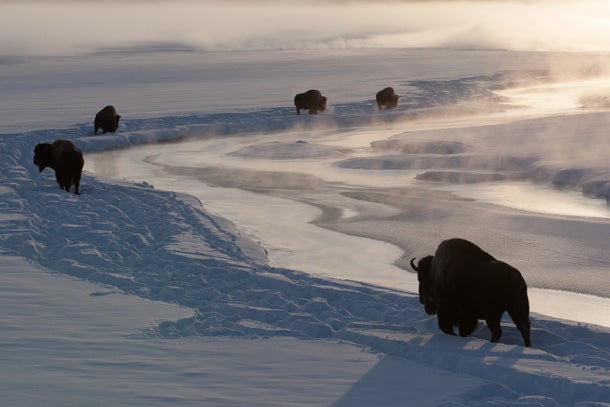 yellowstone-bison-9.jpg 