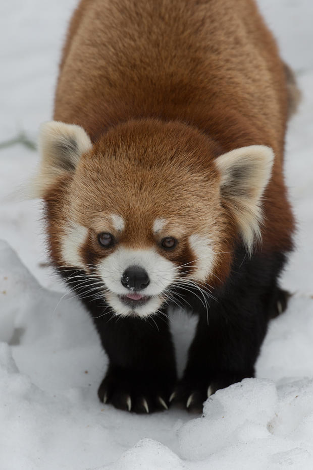 julie-larsen-maher__0129_styans-red-panda-in-snow_ppz_02-10-15-1.jpg 