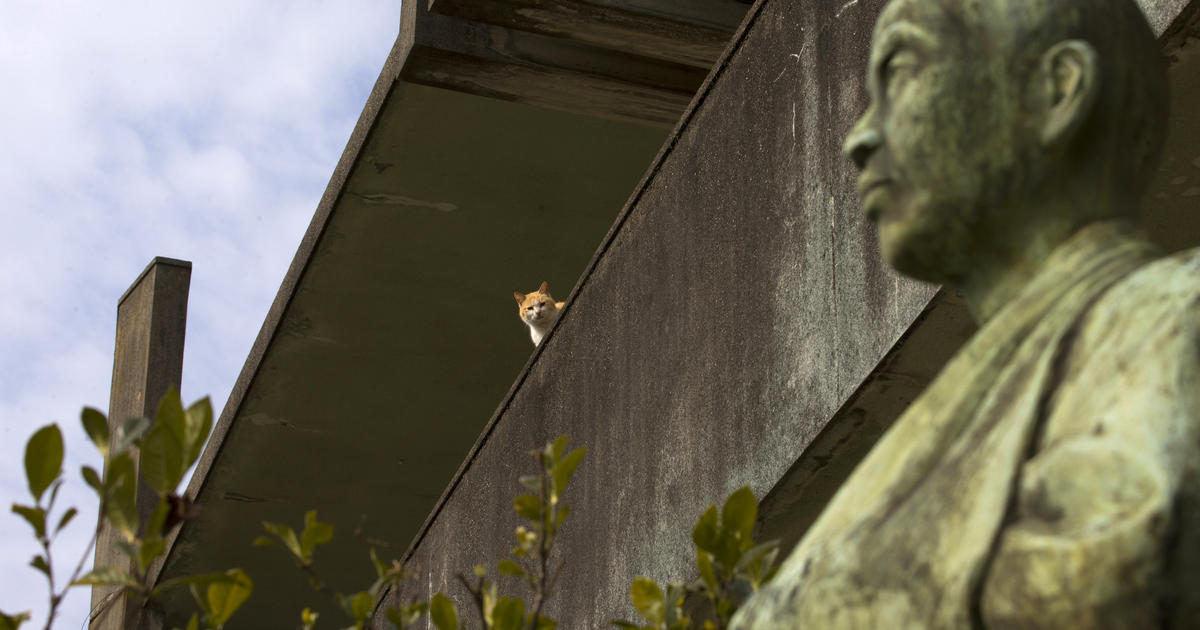 Aoshima, the Japanese island taken over by cats - Headlines, features,  photo and videos from , china, news, chinanews, ecns