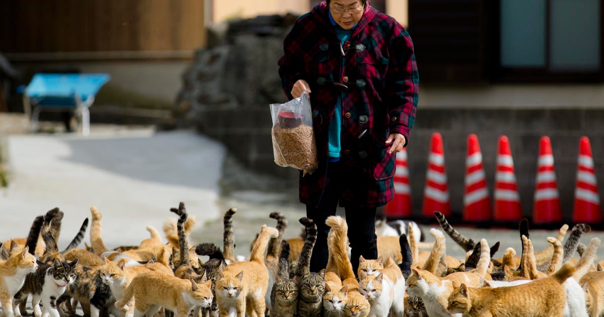 Cat Island': Felines Outnumber Humans on Japan's Aoshima Island