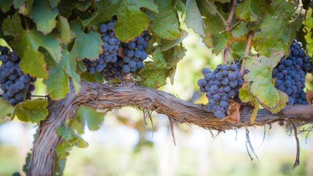 Wine Grapes (Photo Credit: Thinkstock) 