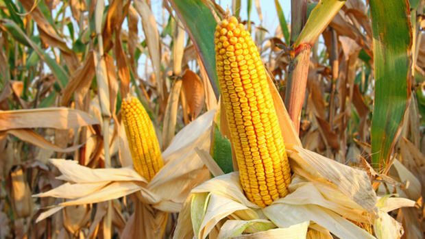 Corn, farming, farms, corn field 