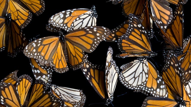 Monarch butterflies 