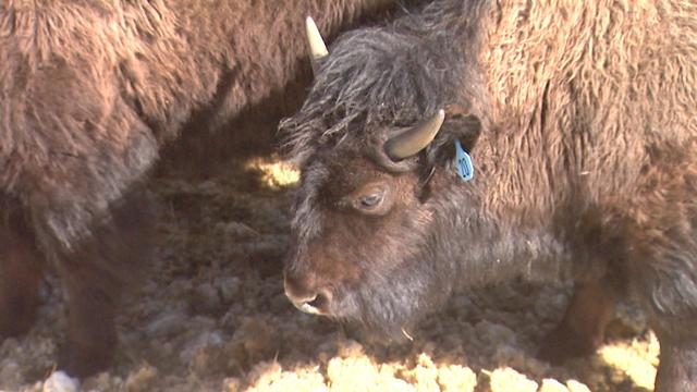 bison-buffalo.jpg 