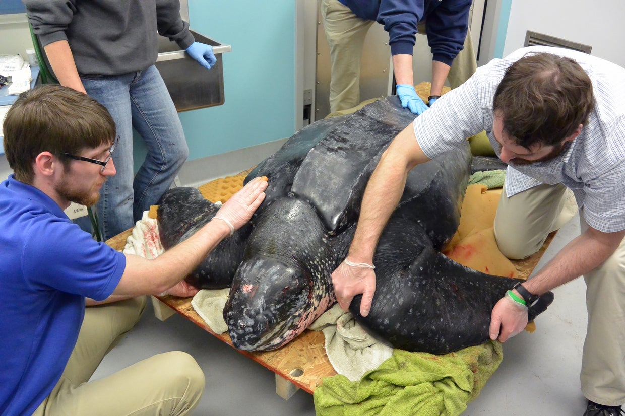 500 pound leatherback sea turtle rescued after washing ashore in South ...