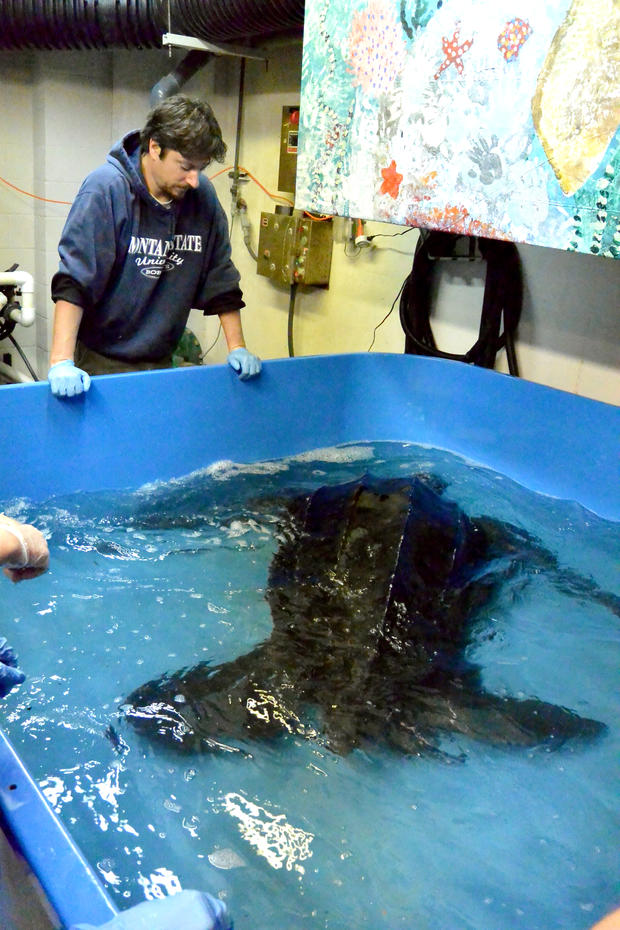 south-carolina-aquarium-sea-turtle-rescue-program-leatherback-sea-turtle-march-2015-65.jpg 