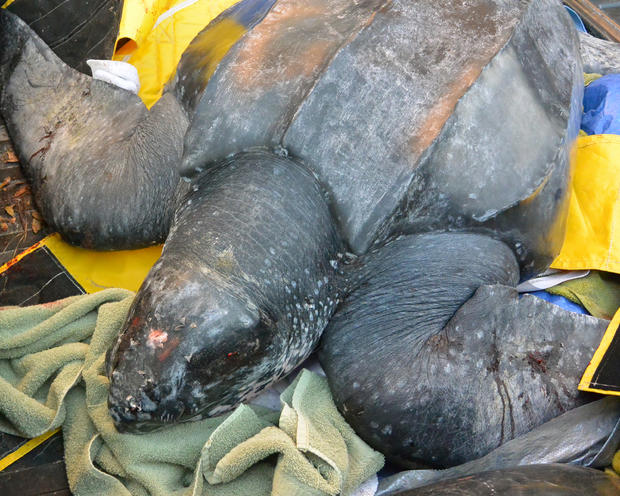 south-carolina-aquarium-sea-turtle-rescue-program-leatherback-sea-turtle-march-2015-5.jpg 