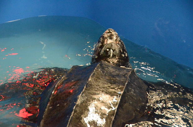 csouth-carolina-aquarium-sea-turtle-rescue-program-leatherback-sea-turtle-weight-check-and-antibiotic-injections-march-2015-48.jpg 