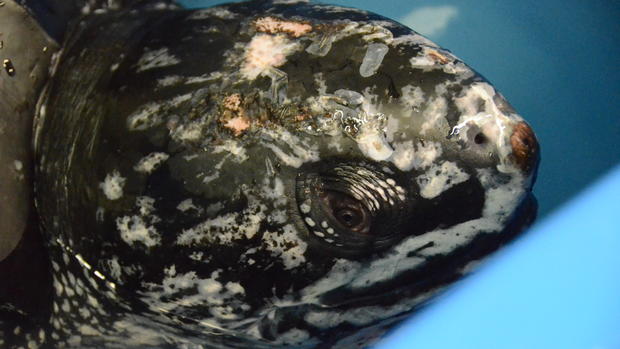 500-pound leatherback sea turtle rescued 